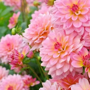 50% off Flower Bulbs